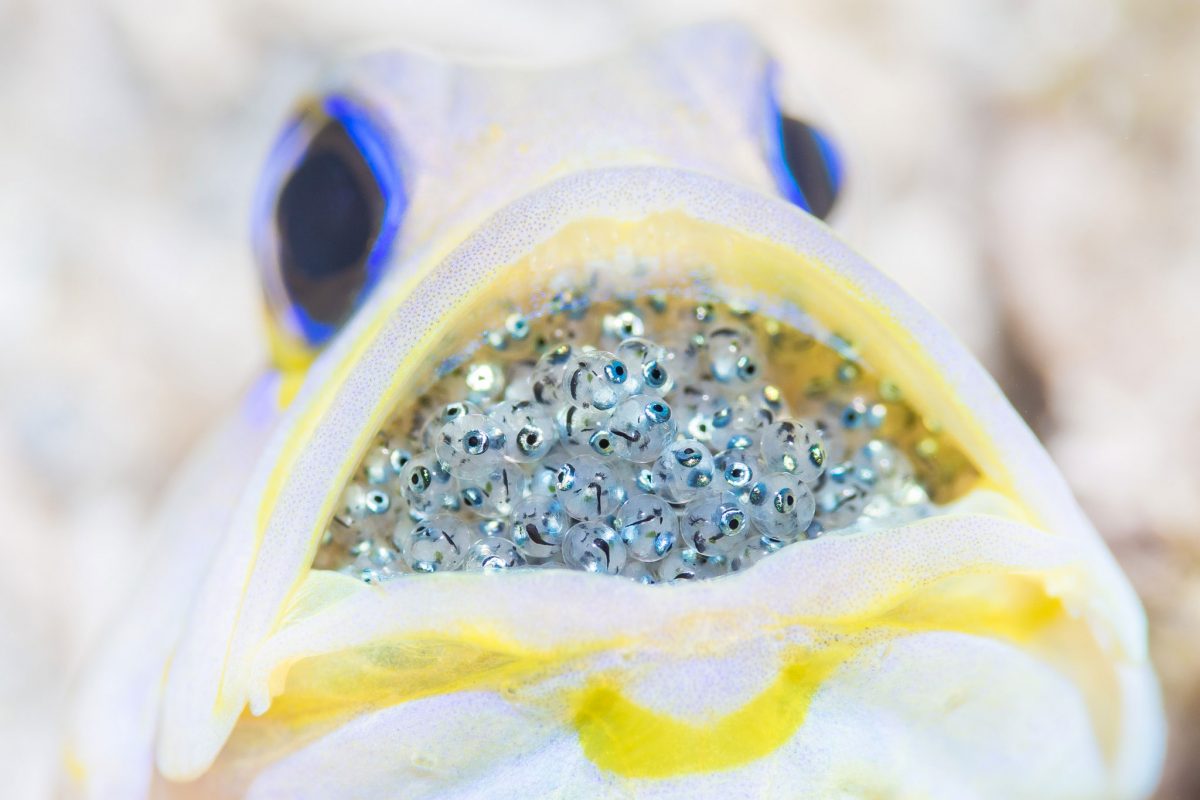 jawfish with eggs in its mouth