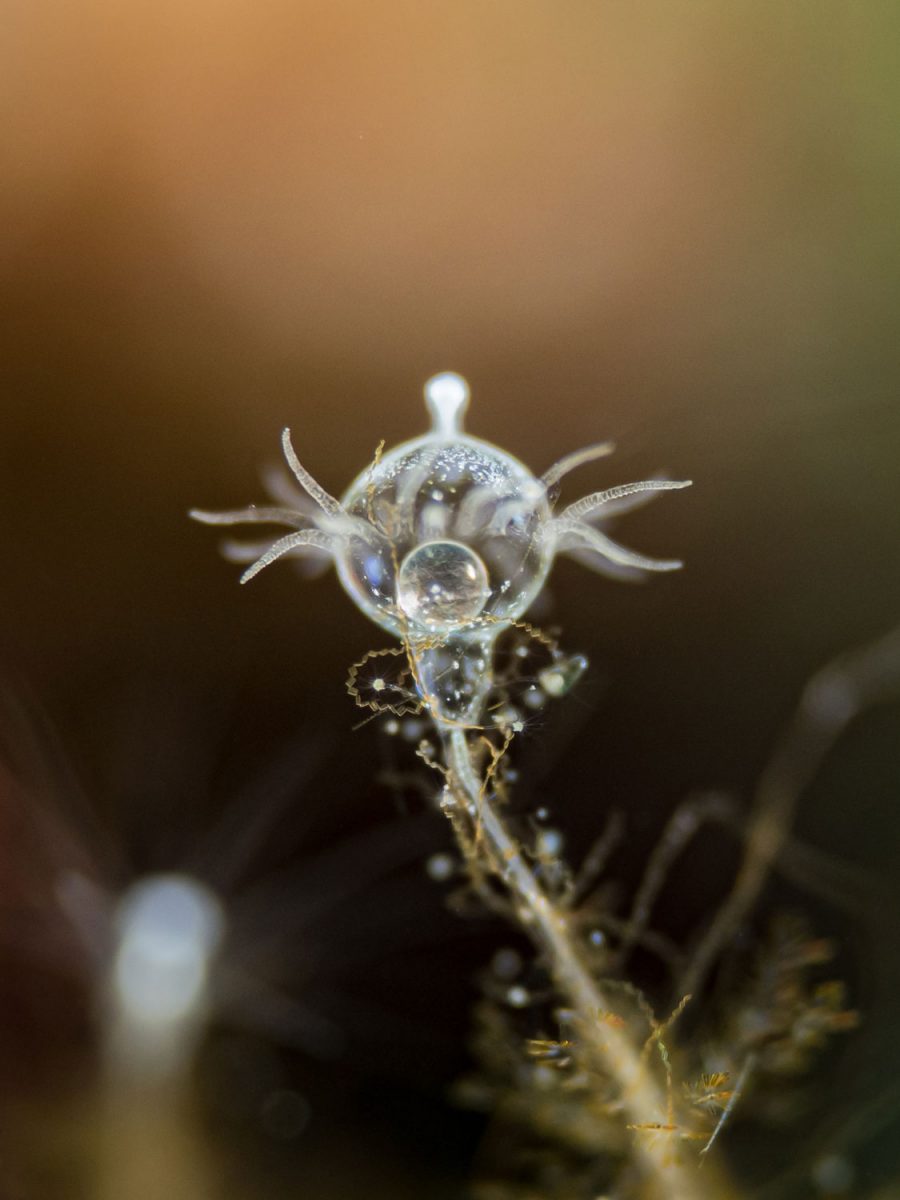 macro photo of a hydroid