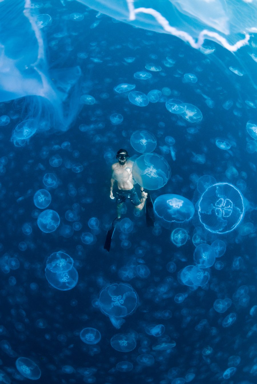 swimmer in a smack of moon jellies