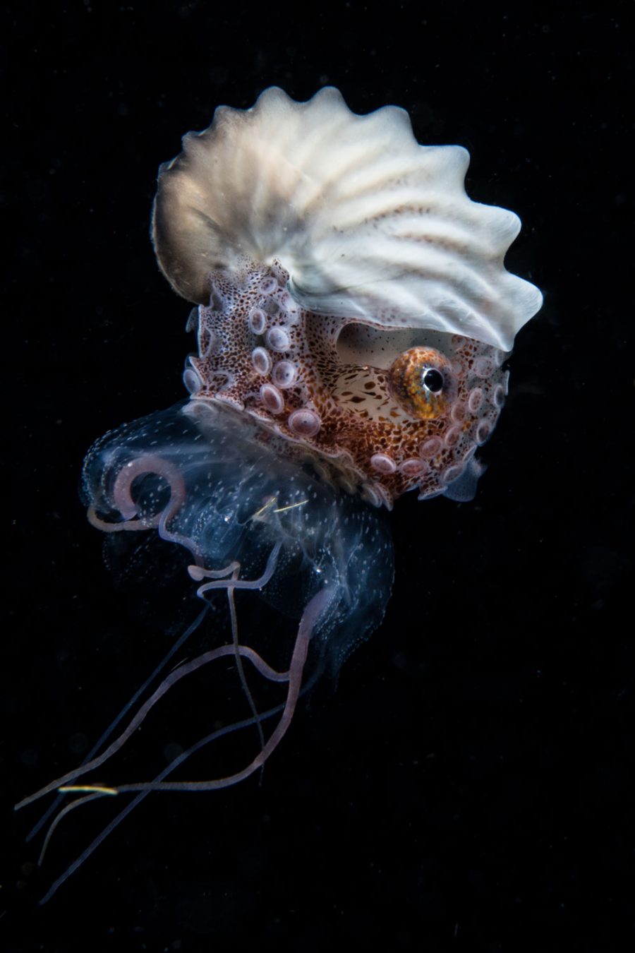 paper nautilus riding a jellyfish