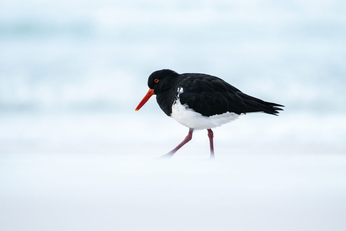 oyster catcher in the mist
