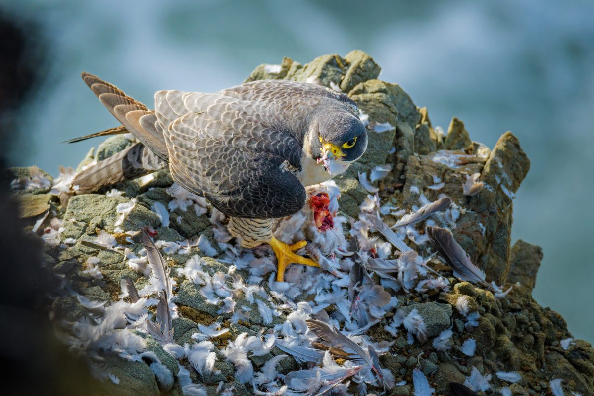 peregrine falcon eating a dove