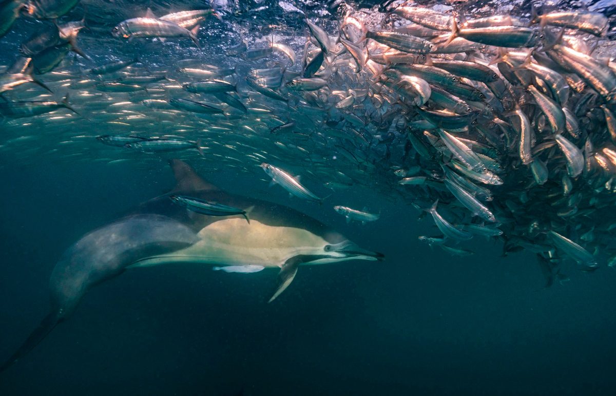 dophin and sardines under water