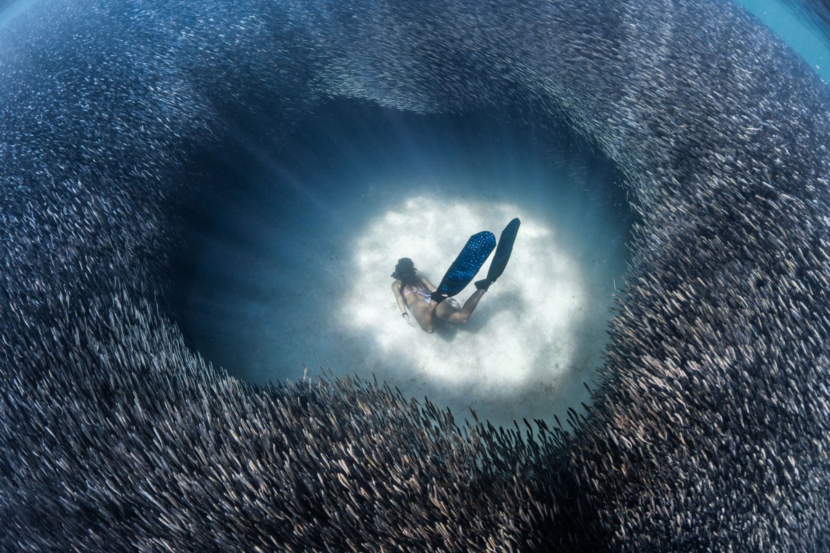 swimmer in the middle of a large school of fish