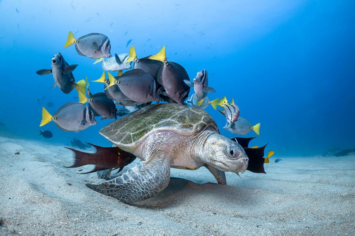 sea turtle surrounded by fish