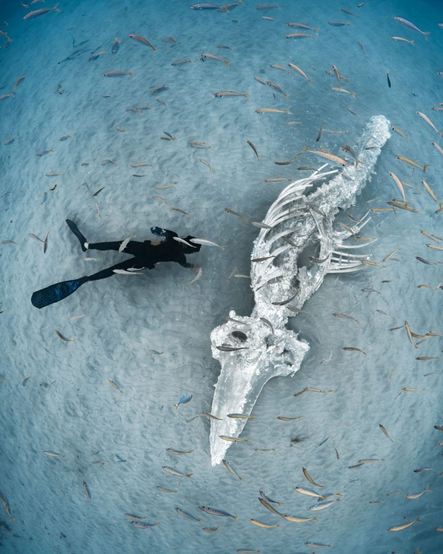 diver with whale skeleton