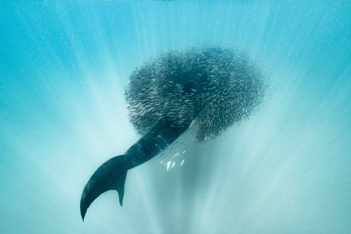 whale shark surrounded by herring