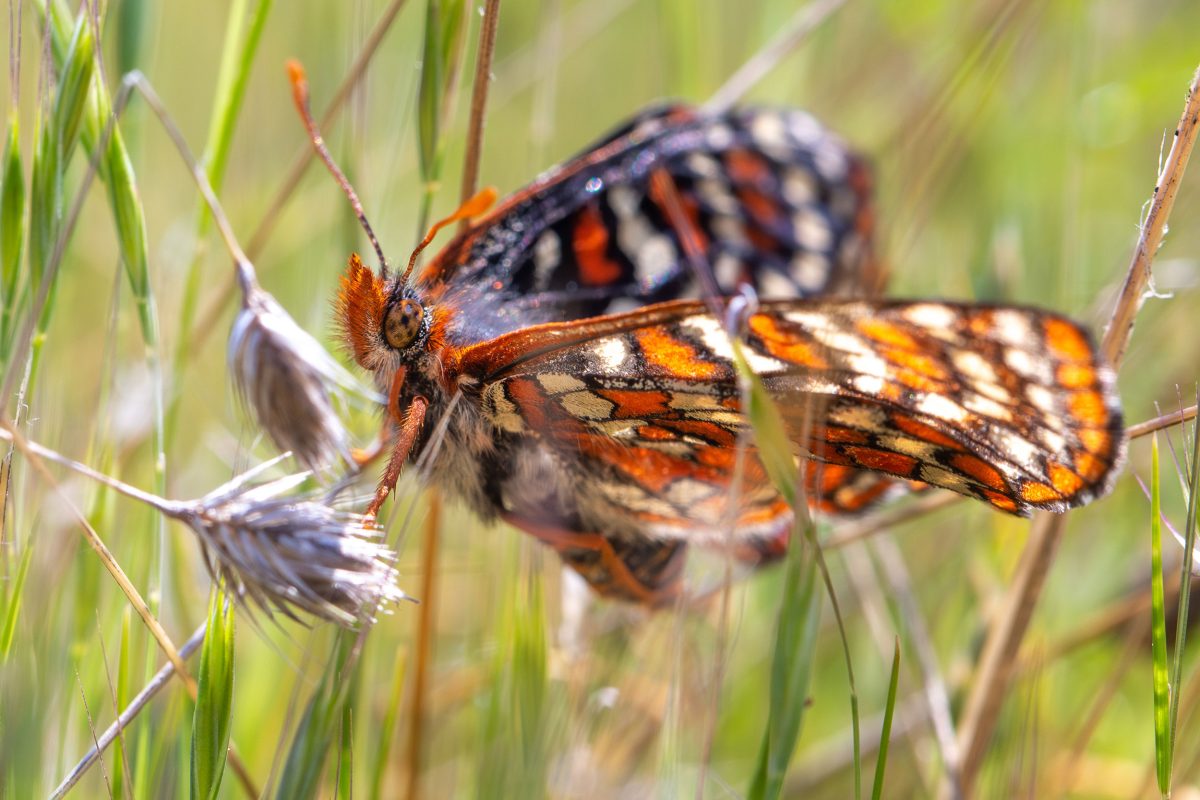 Taylor's checkerspot butterfly