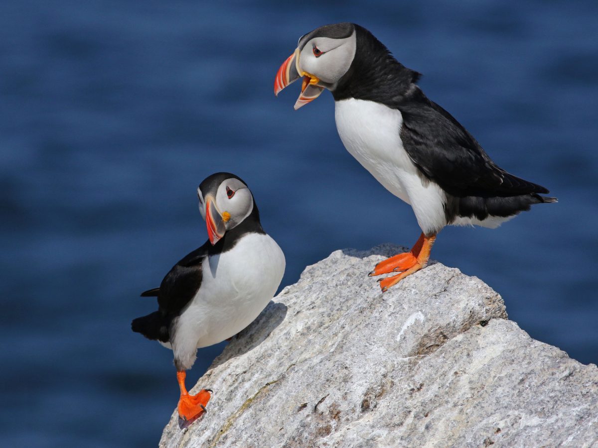 two Atlantic puffins stand on a ock
