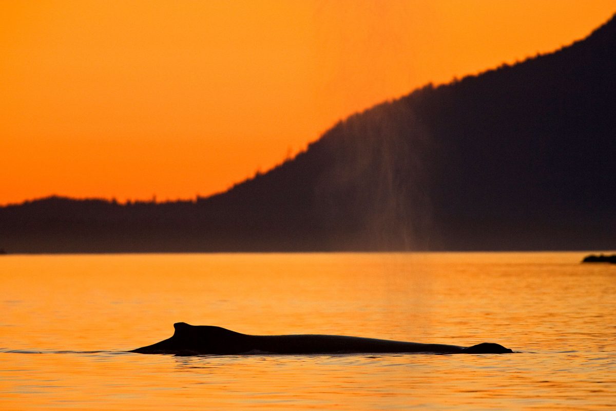 A humpback whale in Barkley Sound, British Columbia.