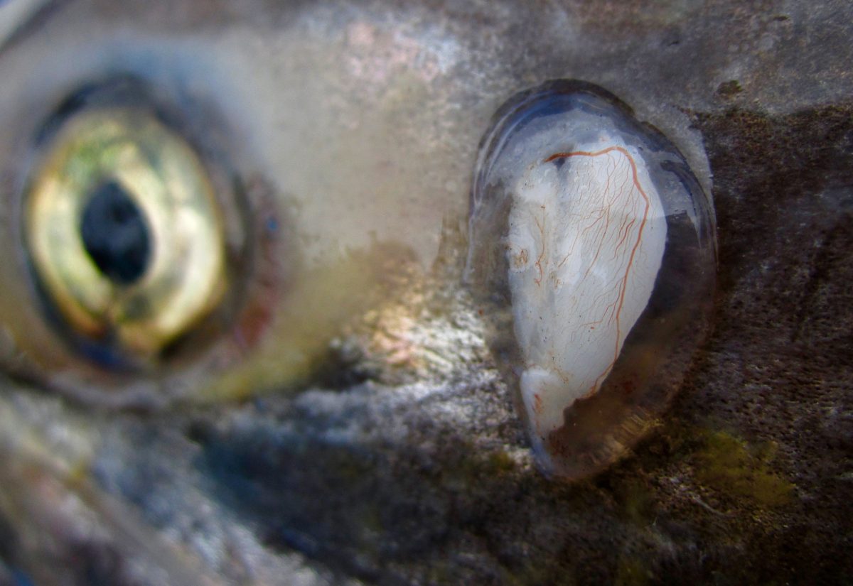 salmon otolith
