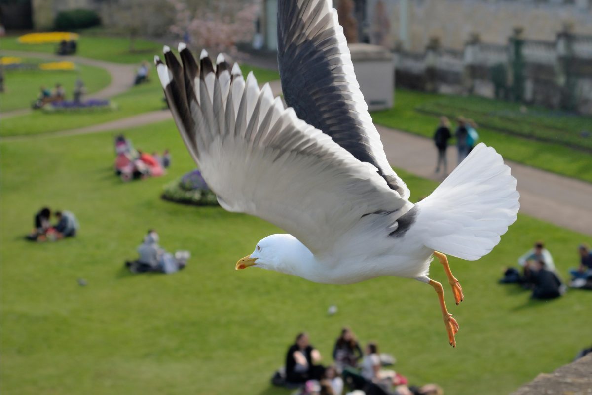 gull flying over groups of people on grass