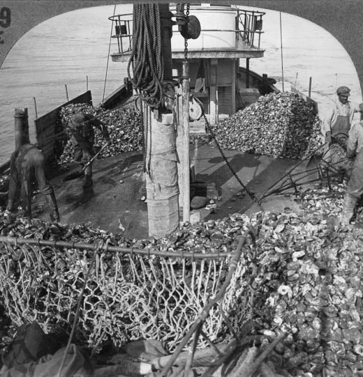 Early European settlers were struck by the abundance of oysters in the Chesapeake Bay, noting that they “lay as thicke as stones,” and for centuries fishermen raked in large catches. But in the 1970s, the catches began declining in an alarming way. Photo by Granger Historical Picture Archive/Alamy Stock Photo