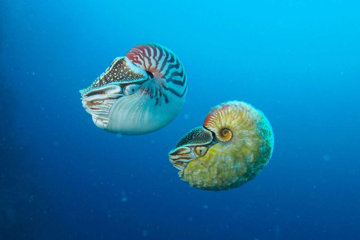 a chambered nautilus floats next to a fuzzy nautilus