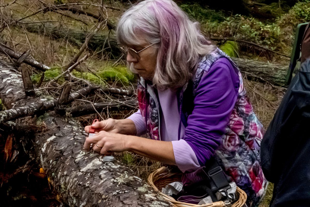 Pam Janszen collects a sample of slime mold 