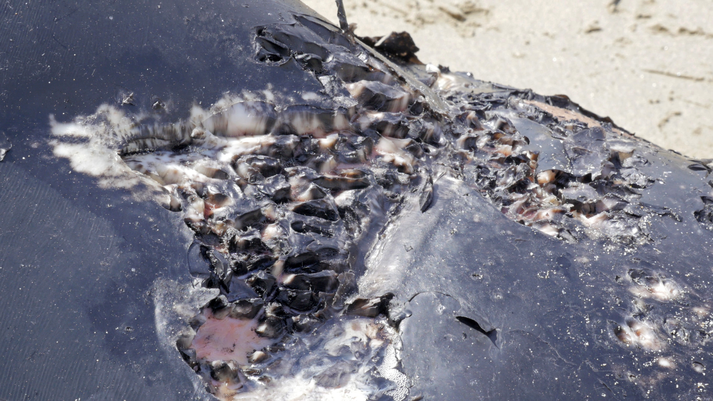 Cat Poop Parasite found in Dead Beluga Whales