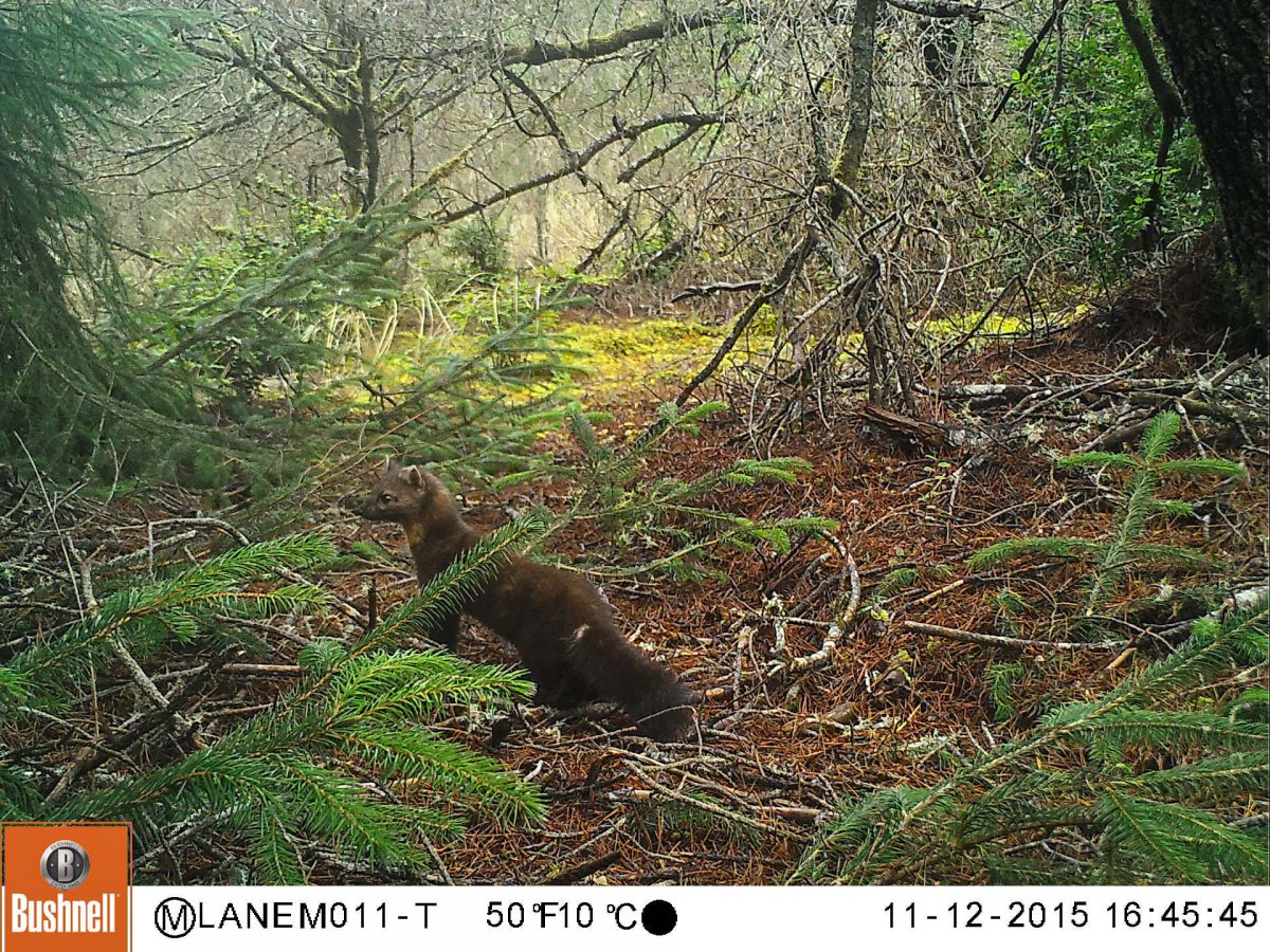 A marten—likely a female—prowls the dune forest