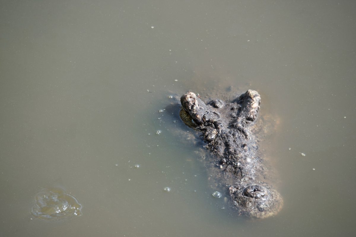 A Cuban crocodile peeking out of the water