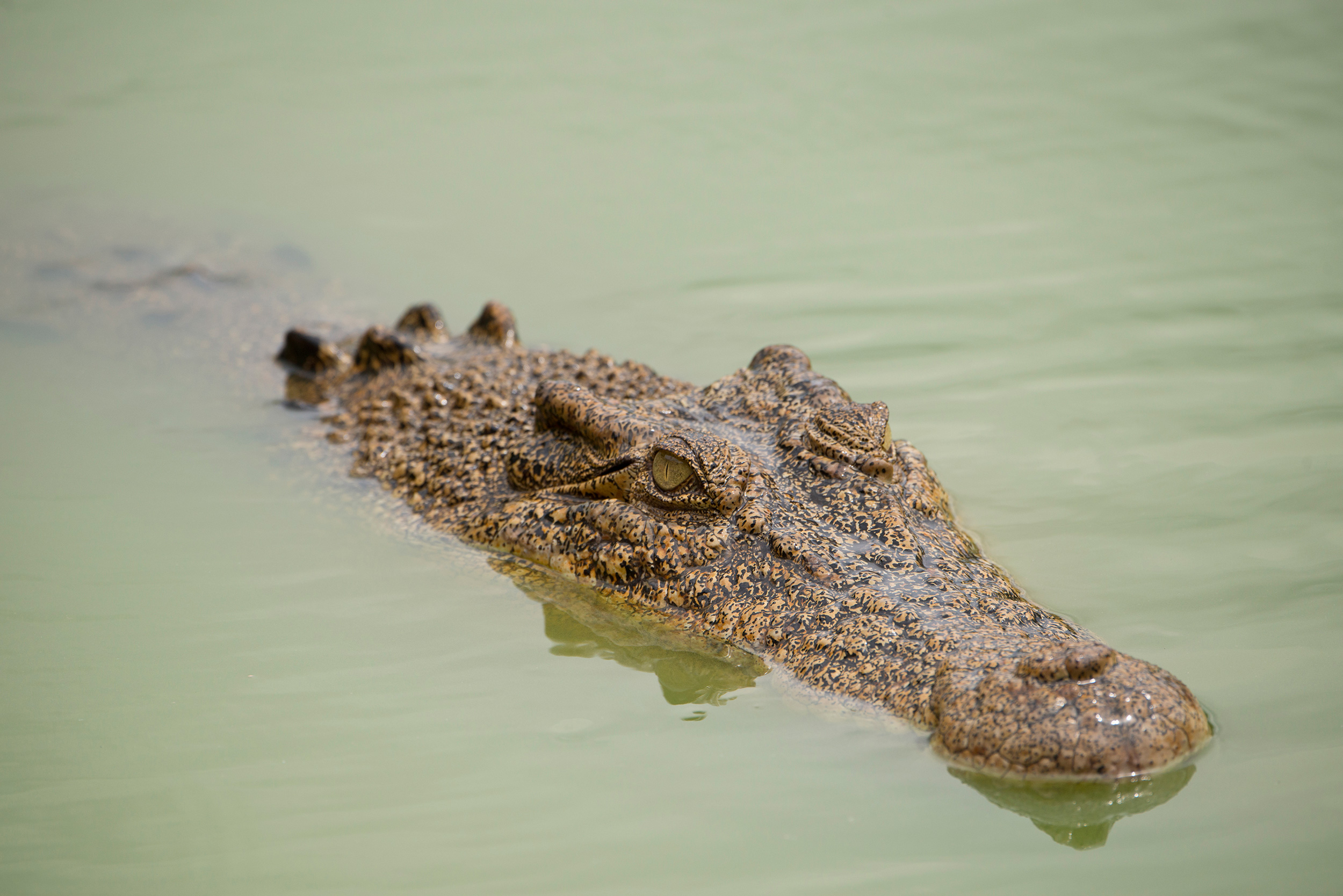Your Crocodile Skin City Steamer is keeping crocodiles alive