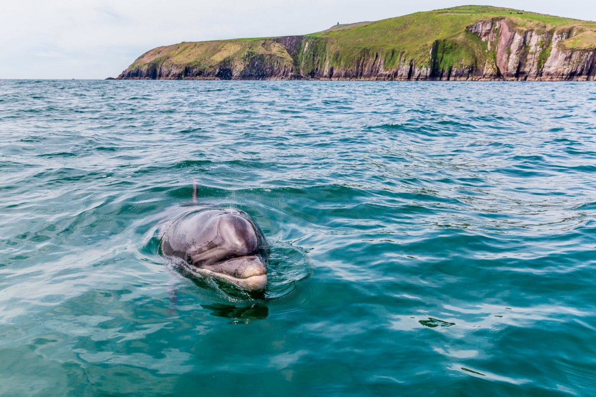 bottlenose dolphin near Dingle, Ireland