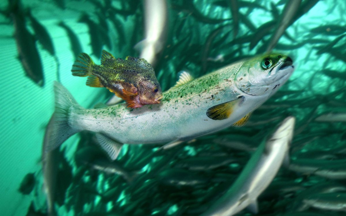Lumpsucker or lumpfish, Cyclopterus lumpus, eating salmon louses, Lepeophtheirus salmonis, from a young Atlantic salmon