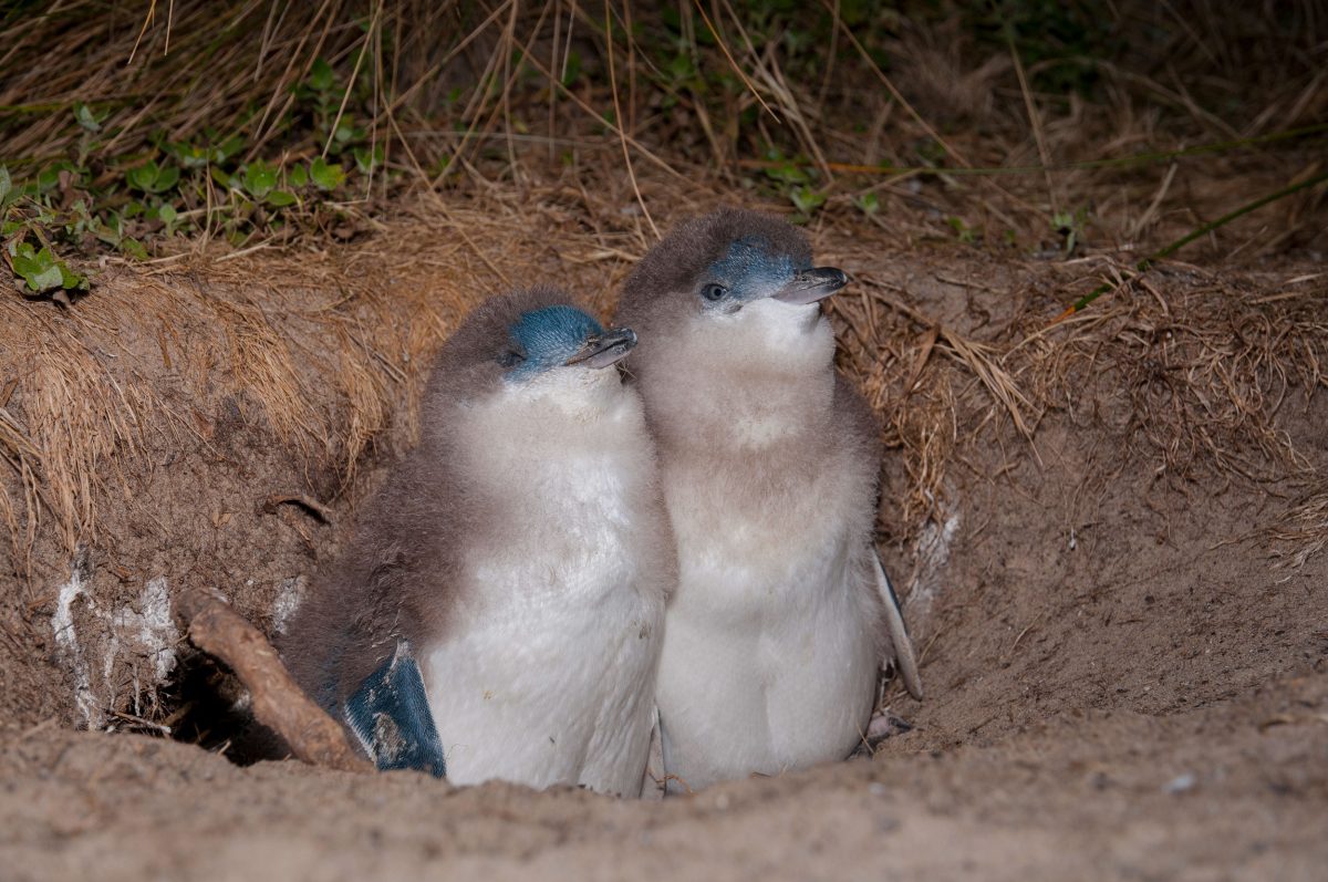 Little Blue Penguin (Eudyptula minor) chicks in burrow, Tasmania, A