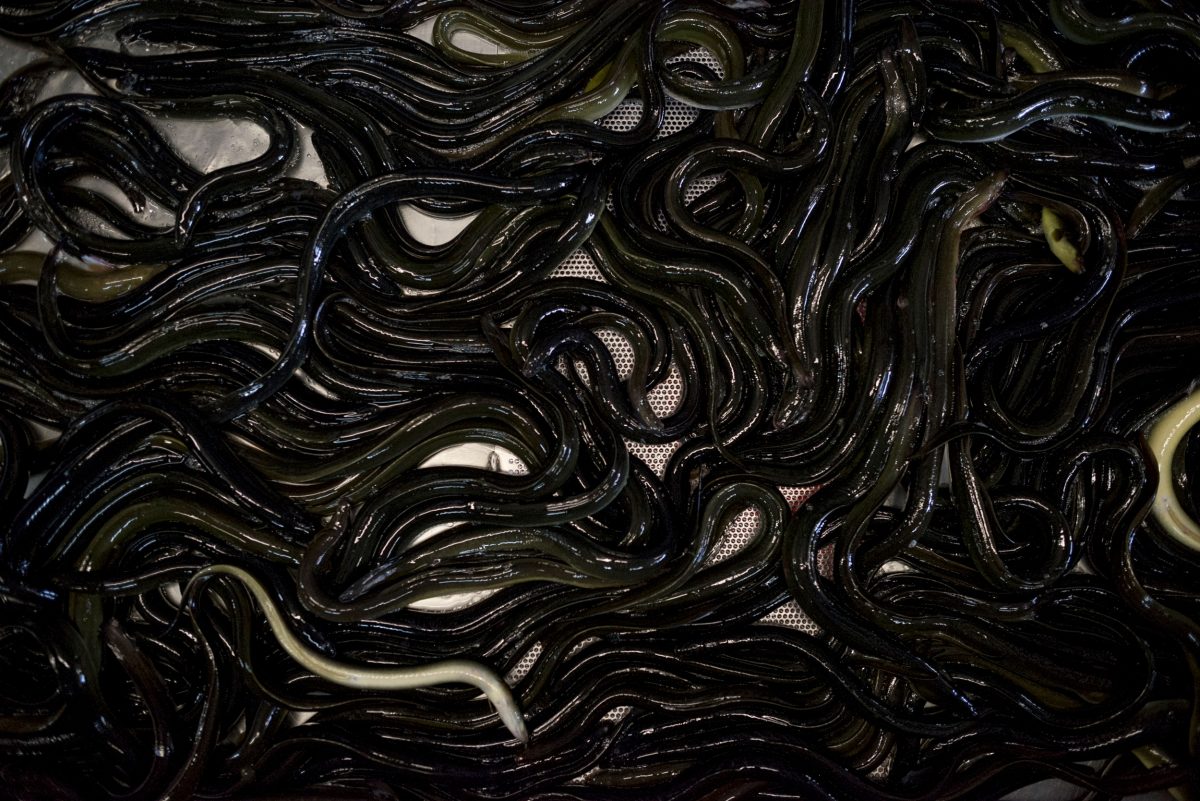 A pile of American eels in a processing plant