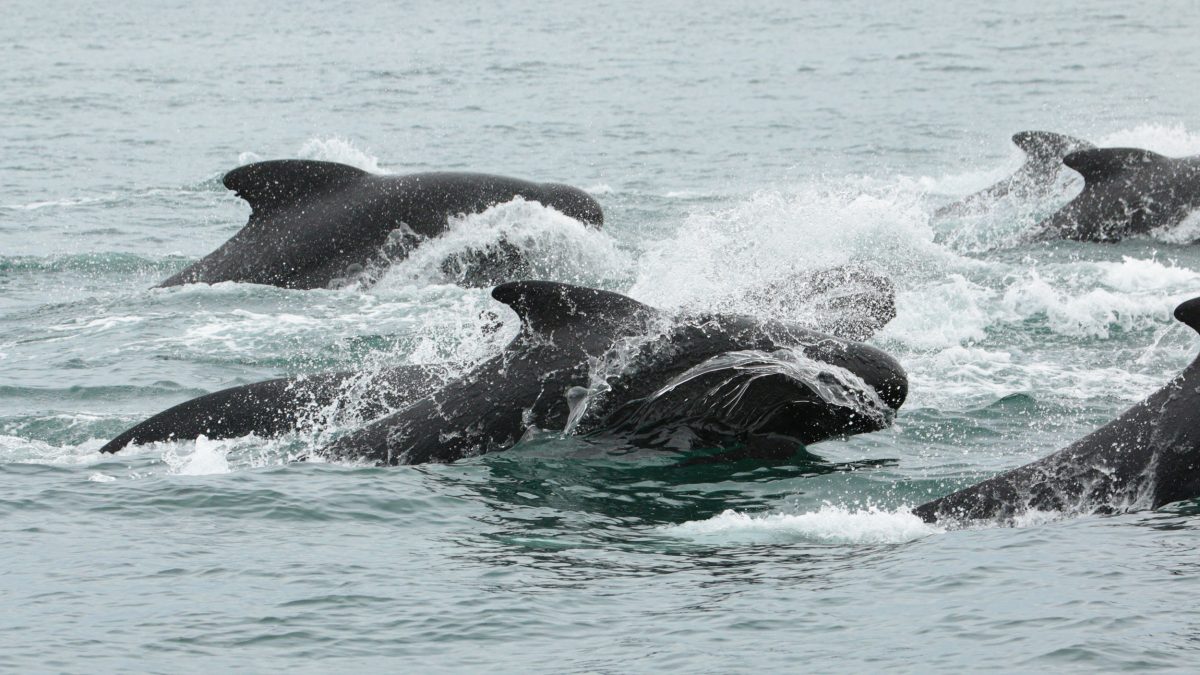 pilot whales off Iceland