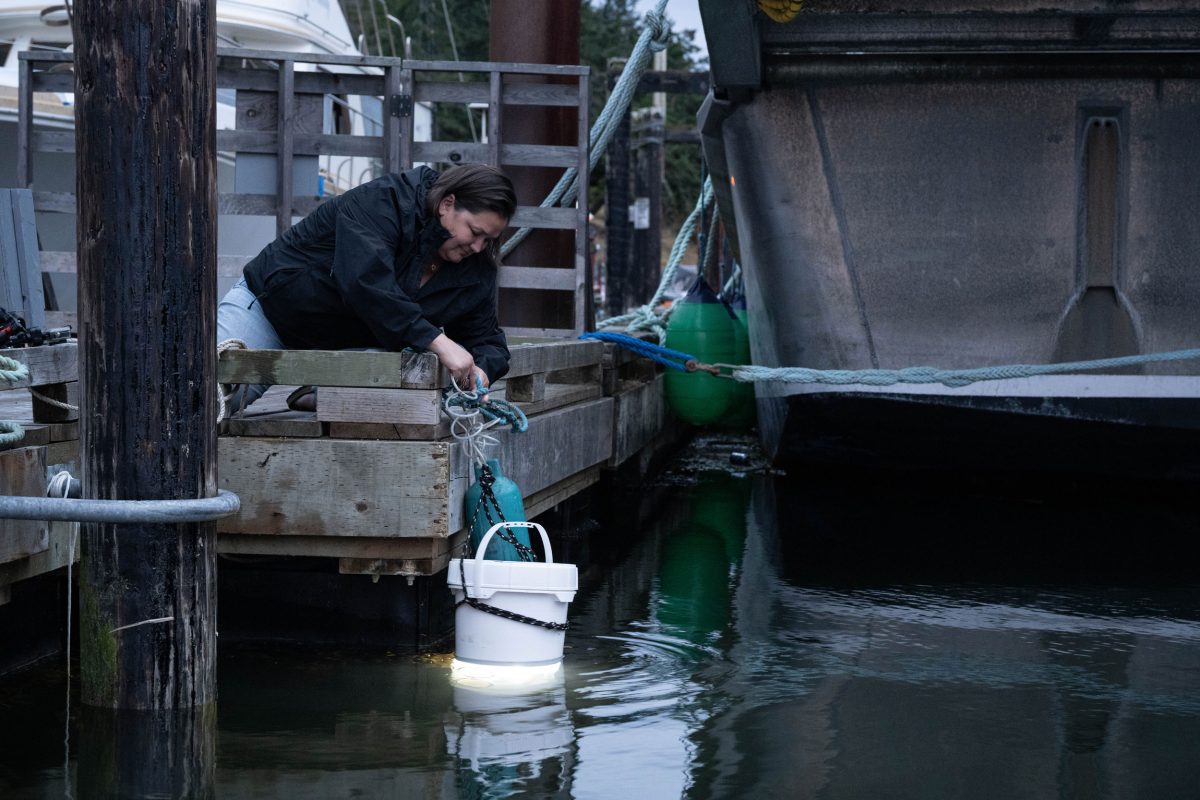 Jeannine Georgeson, coordinator of the Institute for Multidisciplinary Ecological Research in the Salish Sea, lowers a light trap off the dock at Whaler Bay, Galiano Island, British Columbia.