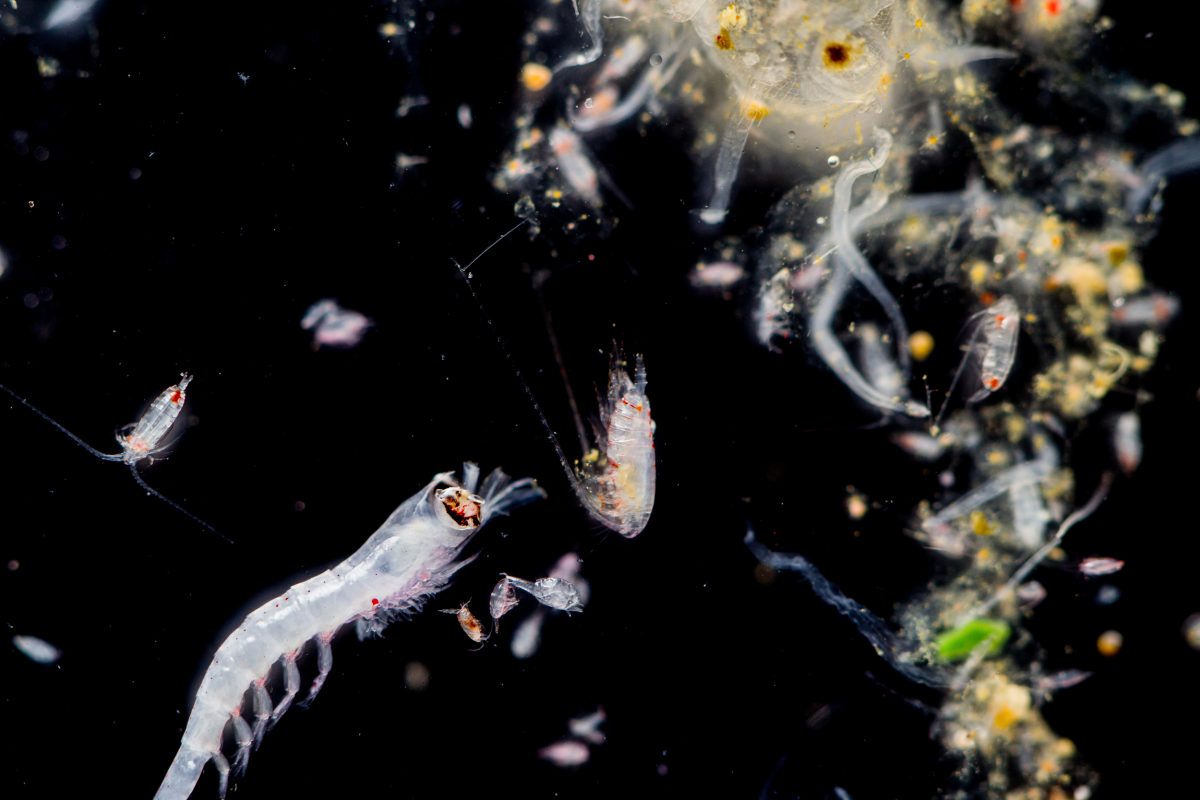 Plankton sample contaminated by microplastics
