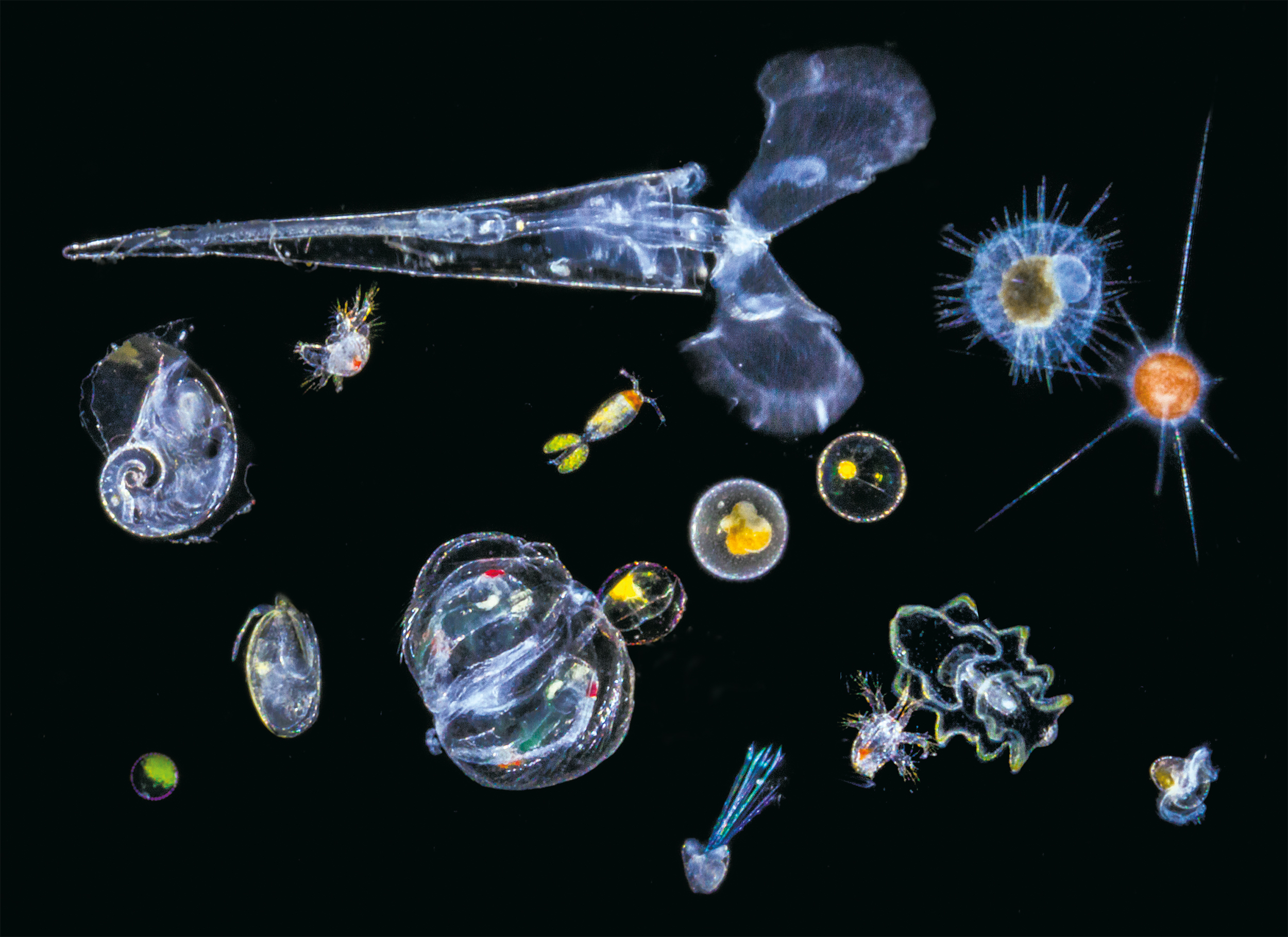 Цепь фитопланктон зоопланктон. Фитопланктон нанопланктон зоопланктон. Зоопланктоны ракообразные. Фитопланктон зоопланктон Бентус. Зоопланктон коловратки.
