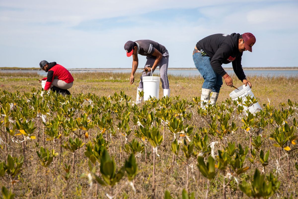 community members of El Delgadito plant new red mangrove propagules 