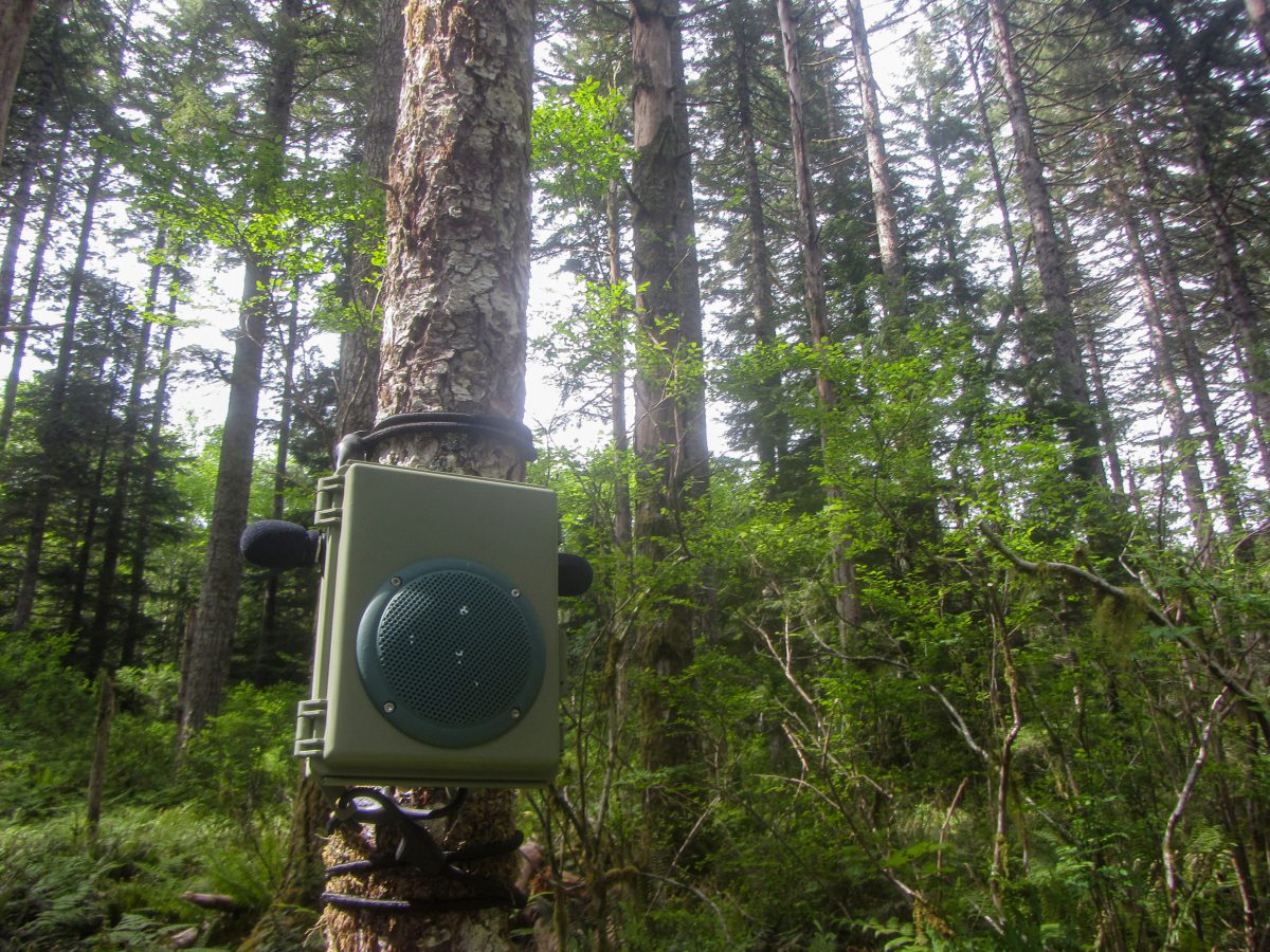 audio playback device in the woods