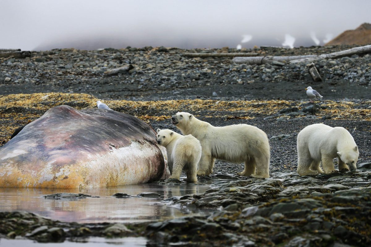 polare bears and whale carcass