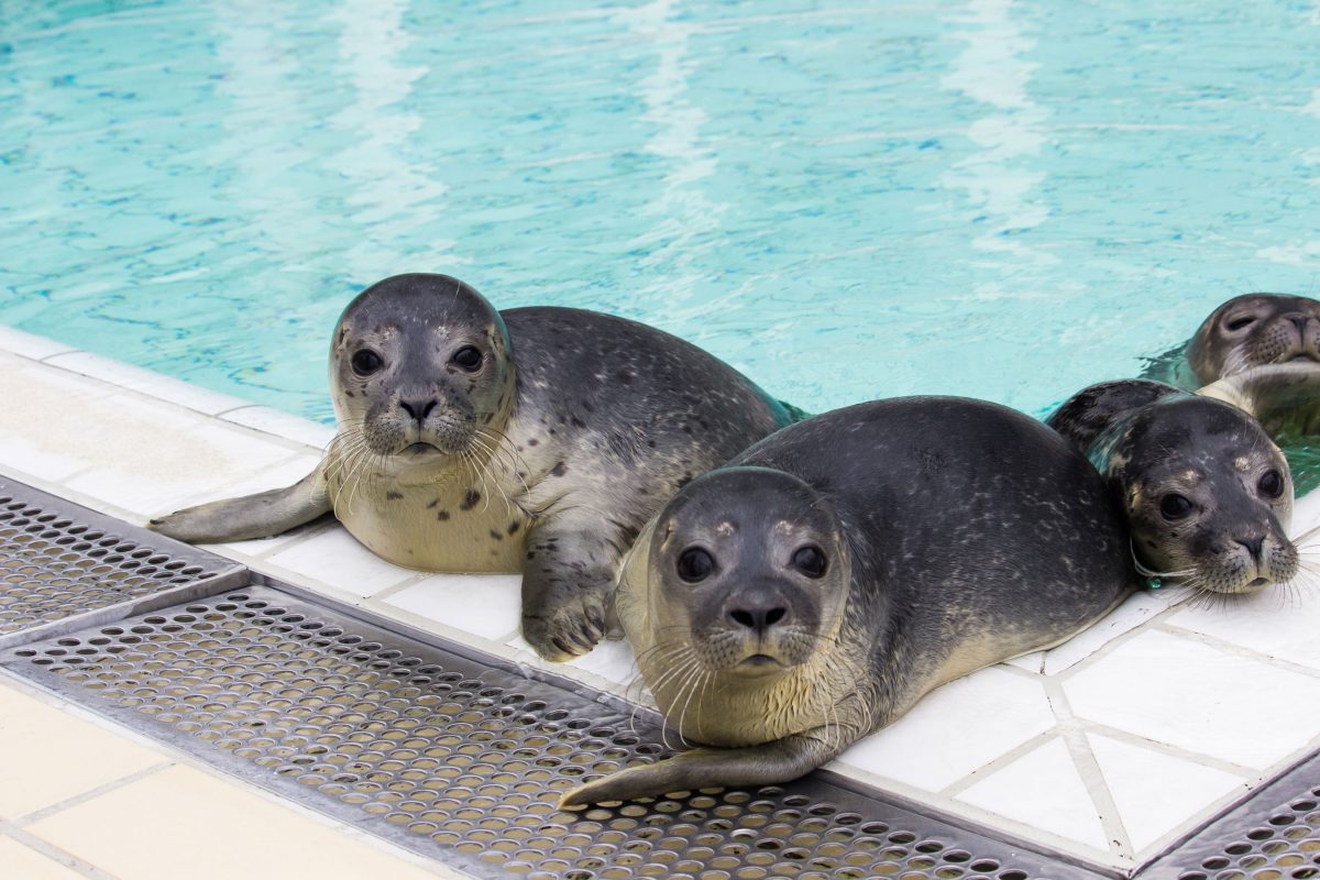 Seals in pool at Sealcentre Pieterburen 
