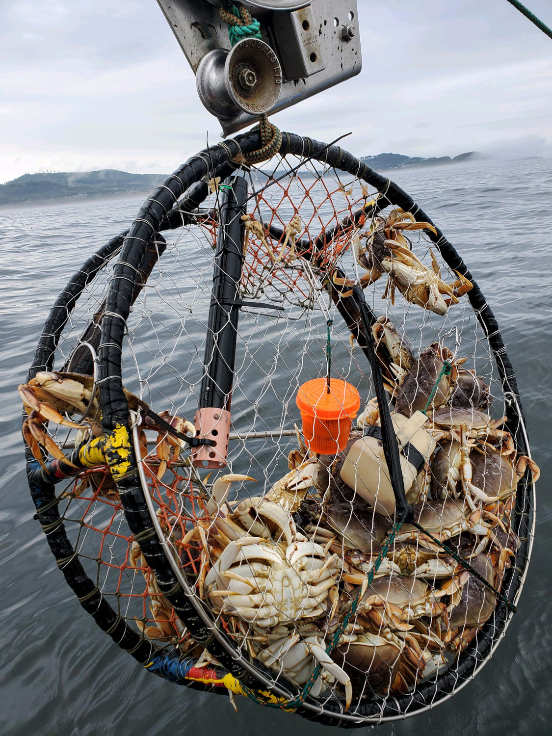 We Are The World: Bait for Crab Traps