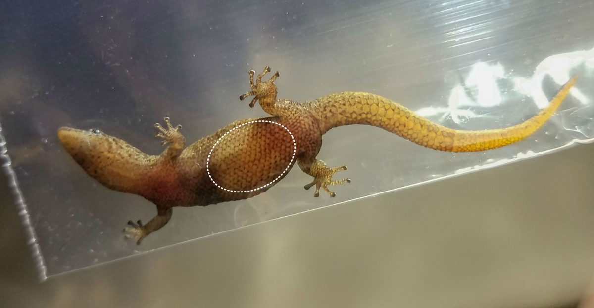 pregnant florida reef gecko