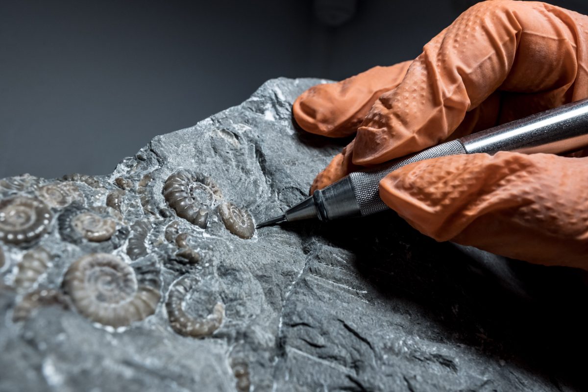 Fossil collector and preparer James Carroll works on a piece in his studio-kitchen in Axminster, Devon. The work of exposing ancient creatures from surrounding rock takes extreme precision.