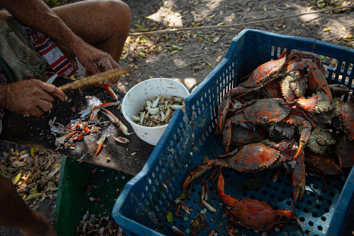 Crabs harvested from the mangroves are used to make lunch for tourists who visit the reserve. 