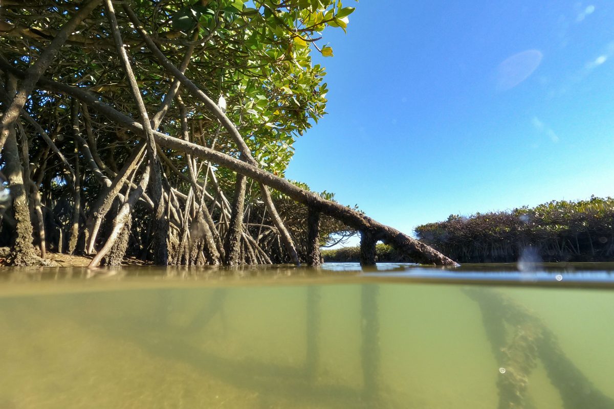 The “prop” roots of the red mangrove