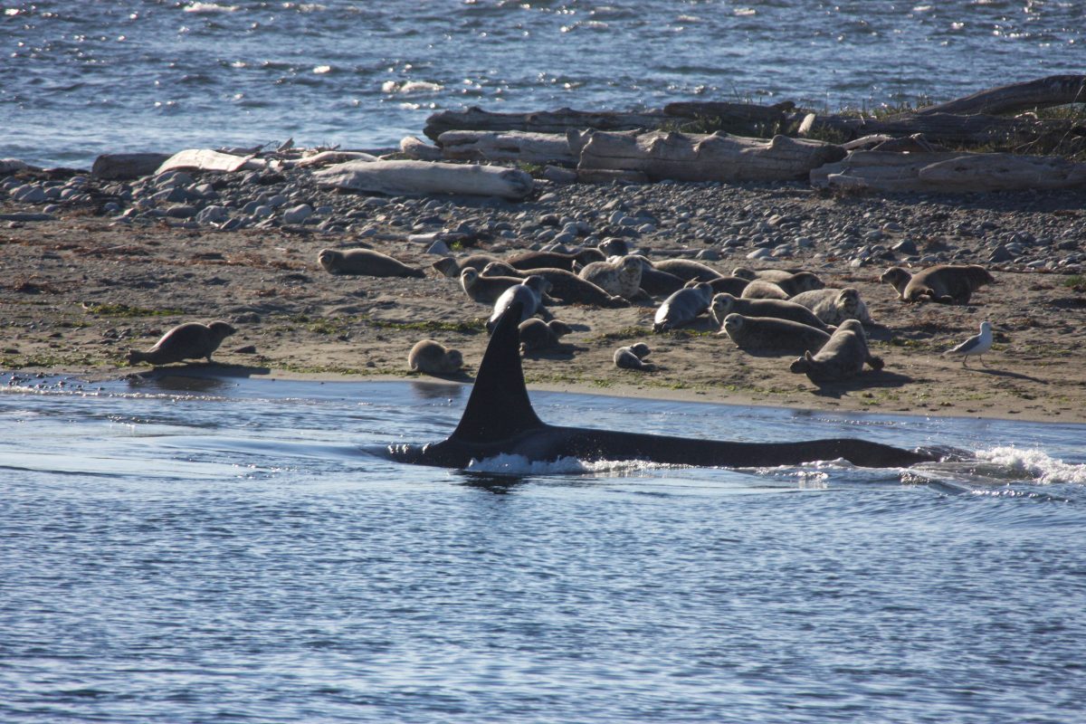 killer whale hunting at Protection Island, BC