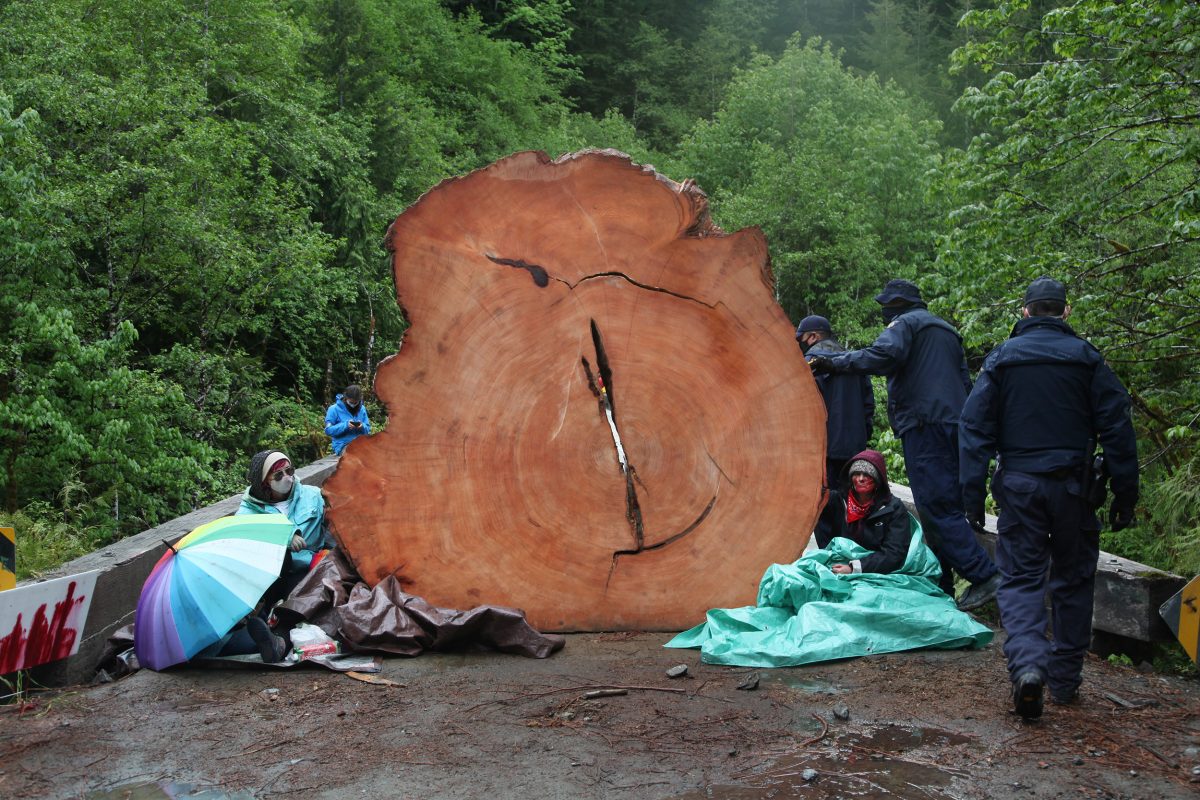 protestors chained to tree stumps at Fairy Creek blockade