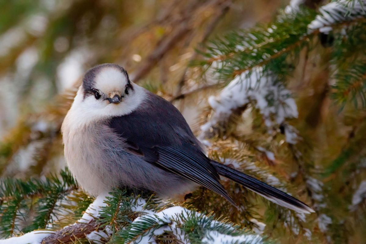 Canada jay with its feathers puffed up