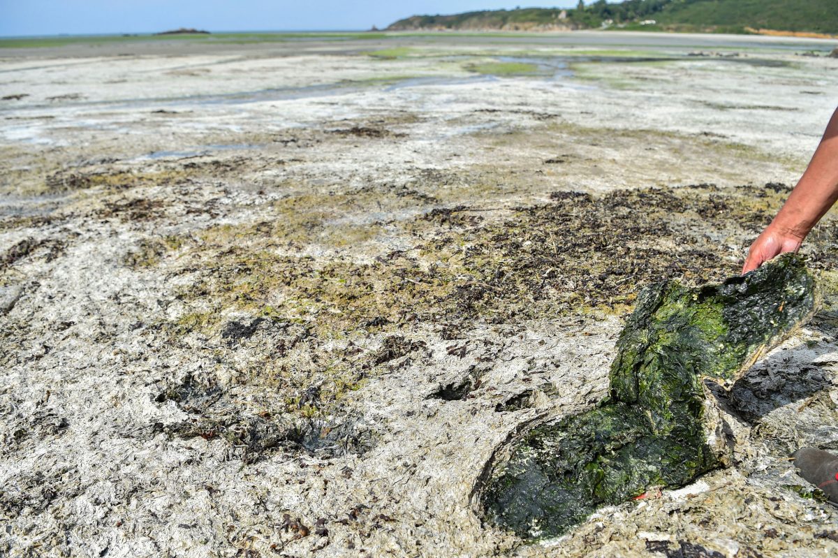 man shows toxic seaweed on French beach