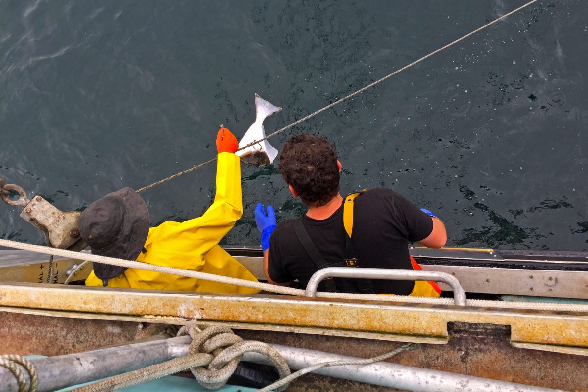 Dave Boyes (left) hauls in halibut with help from first mate and engineer Angus Grout. Photo by Larry Pynn