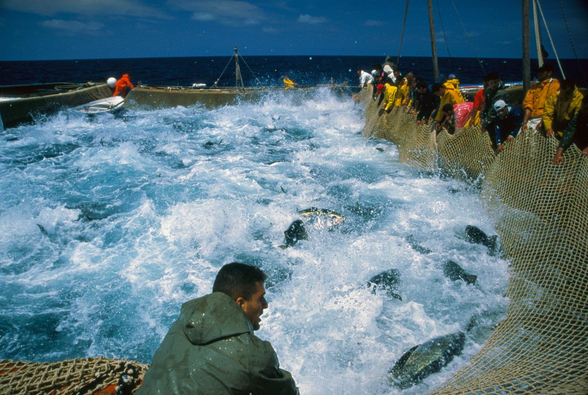 Fishermen raise a net full of Atlantic bluefin tuna near Sardinia, Italy