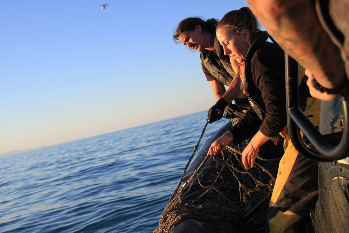 Sea Shepherd volunteers Loïc Le Gars and Emillie Reader, deckhands on the Sam Simon during a season of Operation Milagro, haul in an illegal totoaba net, while bosun Giacomo Giorgi adjusts the boat’s course to avoid tangling the propeller in the net’s drifting line. Photo by Sarah Gilman
