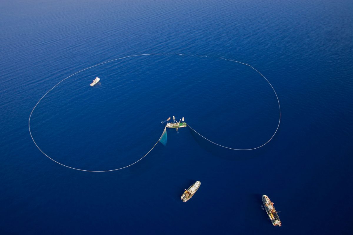 Turkish Tuna Fleet Purse Seine fishing for Bluefin Tuna