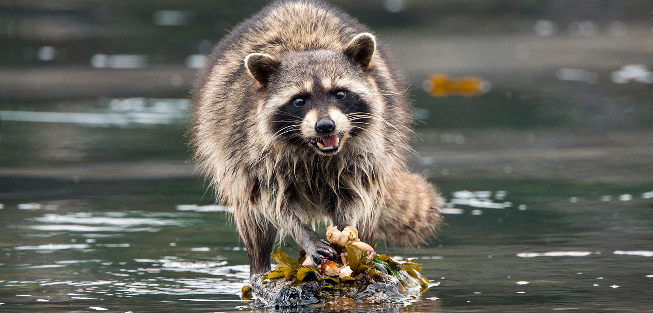 The living is easy, too easy, for raccoons living on islands with no predators. Photo by Shanna Baker