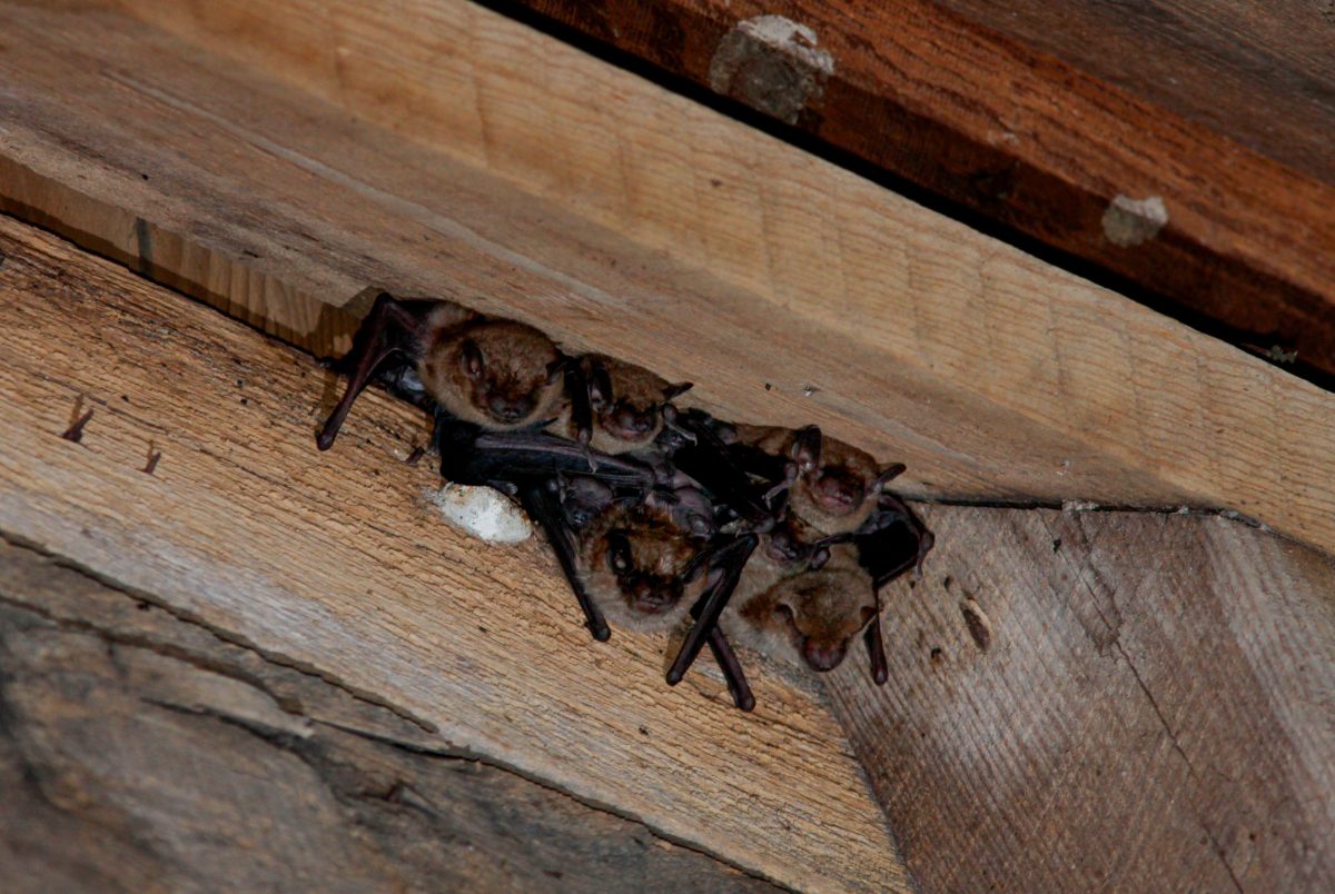 little brown bats roosting in attic rafters 